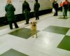 dog1.jpg