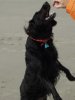 Filename=Hundi.jpg
Filesize=197KiB
Dimensions=1920x2560
Date added=Jan 27, 2008 Hundi.jpg