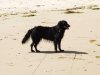 Filename=Hundi2.jpg
Filesize=251KiB
Dimensions=2560x1920
Date added=Jan 27, 2008 Hundi2.jpg